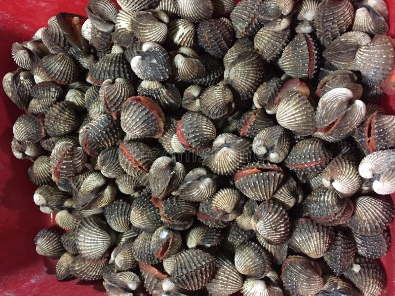 Kerang Dara 库存图片. 图片 包括有 新鲜, 达拉 128808925