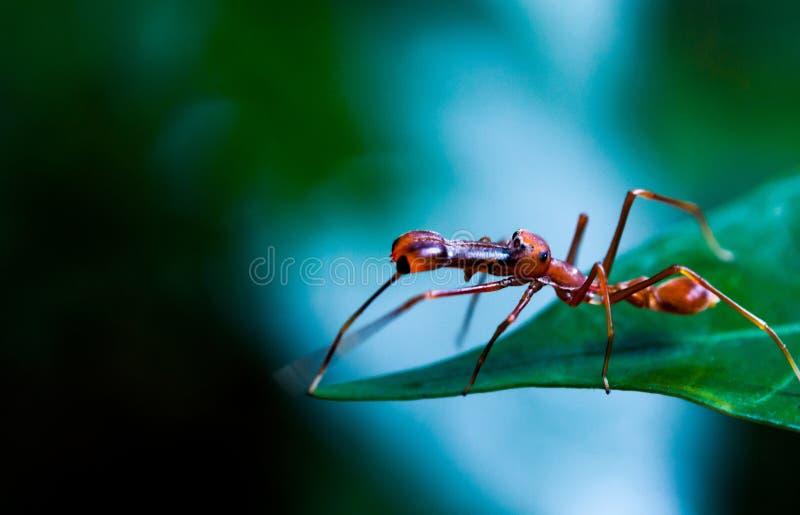 Myrmaplata plataleoides, chiamato anche il Kerengga ant-come il ponticello, è un salto ragno che imita il Kerengga o tessitore ant Oecophylla smaragdina, per la morfologia e il comportamento.