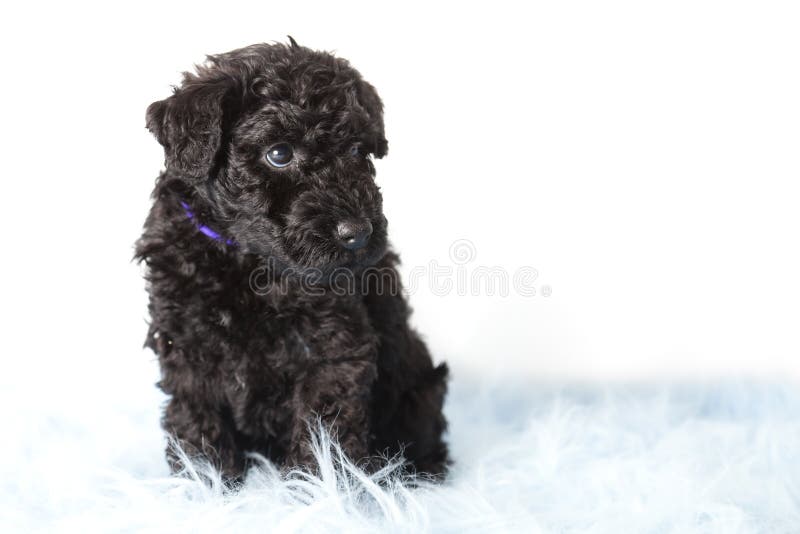 kerry blue terrier for sale