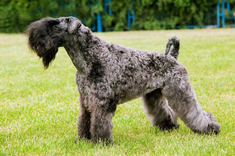 Kerry Irish Blue Terrier-Hundeausstellungsmoment lizenzfreies stockbild Kerry Irish Blue Terrier-Hundeausstellungsmoment lizenzfreies stockbild