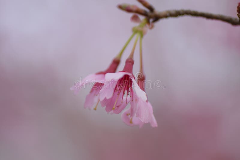 Kers bloosoms in volledige bloei/Maart-landschap in Japan royalty-vrije stock afbeeldingen Kers bloosoms in volledige bloei/Maart-landschap in Japan royalty-vrije stock afbeeldingen