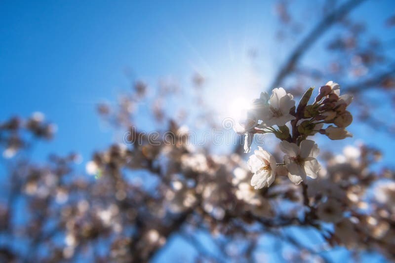 kersenbloesem of sakura tegen zonstralen stock afbeelding kersenbloesem of sakura tegen zonstralen stock afbeelding