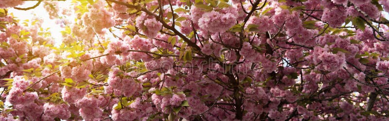 Kersenbloesem In Volle Bloei. Kersenbloemen In Kleine Clusters Op Een Tak Van De Kersenboom Binnen Aan Wit Langzaam Verdwijnen. On Stock Foto - Image Of Mooi, Bloem: 195834196