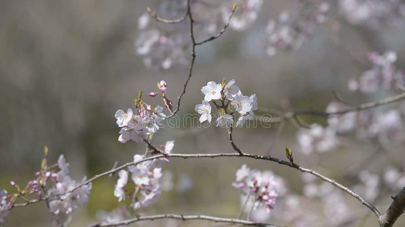 Kersenbloesems, in het Park van Showa Kinen, Tokyo, Japan