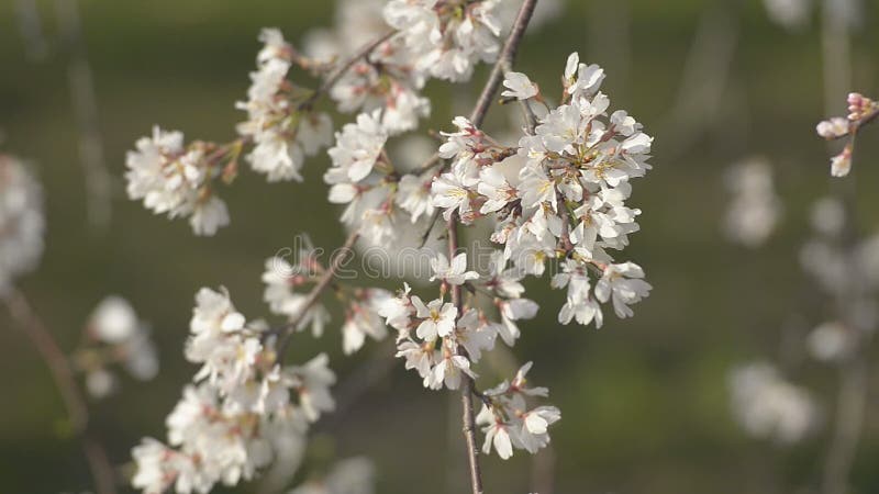 Kersenbloesems, in het Park van Showa Kinen, Tokyo, Japan