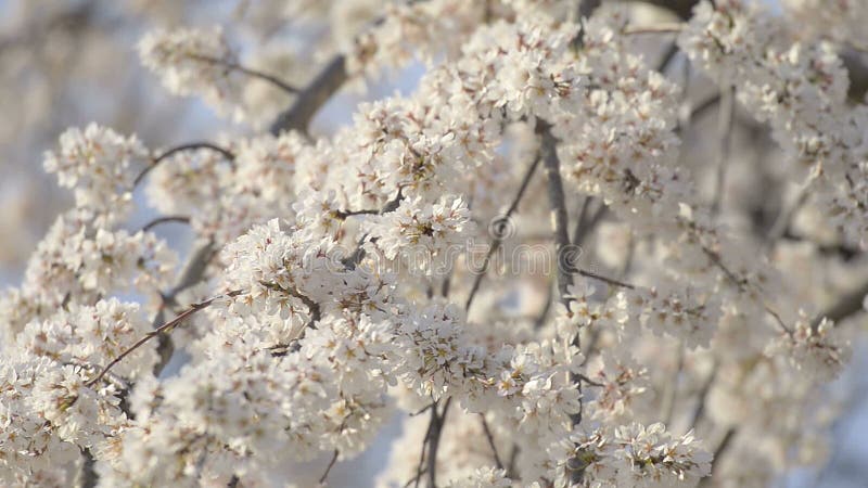 Kersenbloesems, in het Park van Showa Kinen, Tokyo, Japan