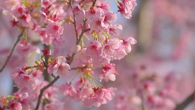 Kersenbloesems, in het Park van Showa Kinen, Tokyo, Japan