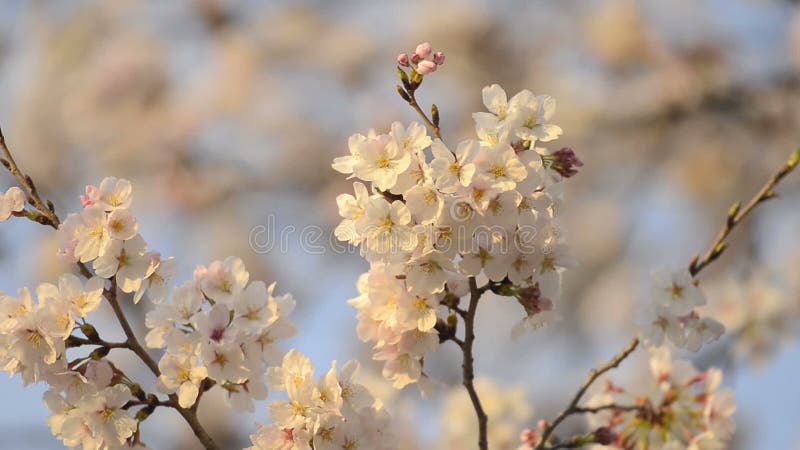 Kersenbloesems, in het Park van Showa Kinen, Tokyo, Japan