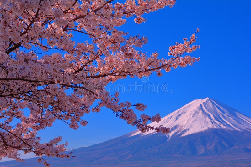 Kersenbloesems van Meer Kawaguchi en MT Fuji met blauwe hemel royalty-vrije stock foto Kersenbloesems van Meer Kawaguchi en MT Fuji met blauwe hemel royalty-vrije stock foto