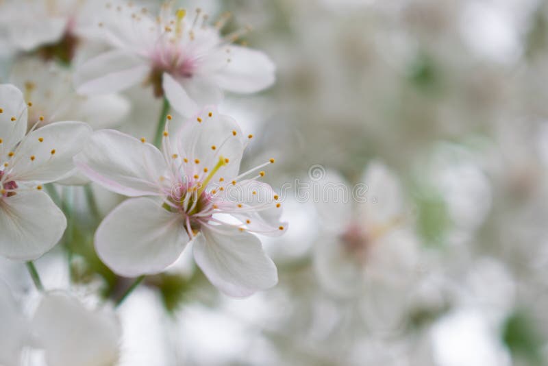 Kersenboom met witte bloemen voor backgroudn stock fotografie Kersenboom met witte bloemen voor backgroudn stock fotografie