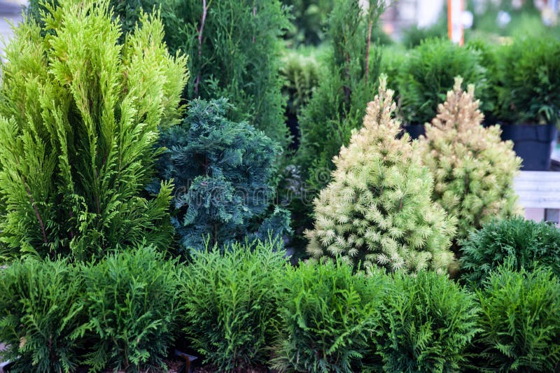 Kerstbomen, spar en thuja in de opslag, de samenstelling van evergreens stock foto Kerstbomen, spar en thuja in de opslag, de samenstelling van evergreens stock foto