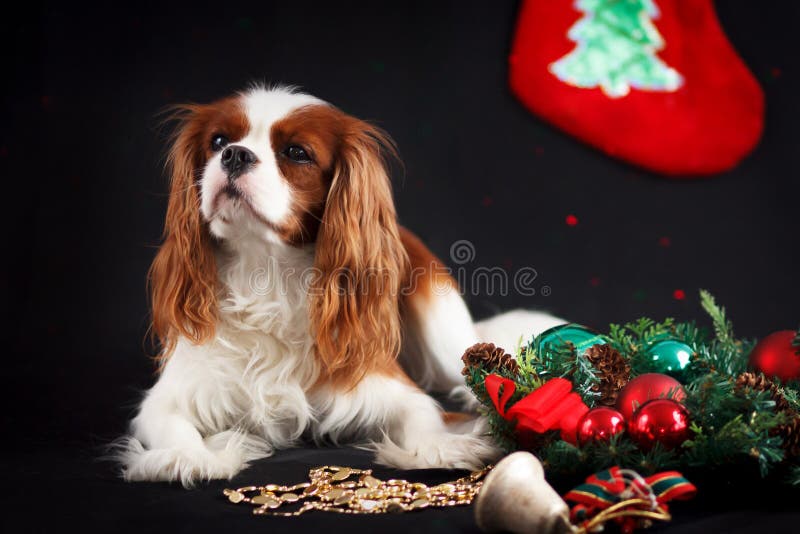 Kerstmisfoto van het arrogante spaniel van koningscharles op zwarte achtergrond royalty-vrije stock foto Kerstmisfoto van het arrogante spaniel van koningscharles op zwarte achtergrond royalty-vrije stock foto