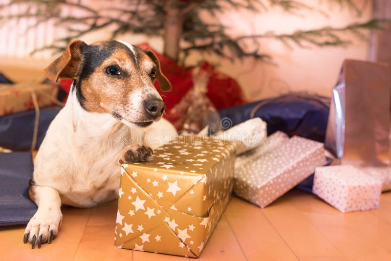 Kerstmishond - Jack Russell Terrier stock foto's Kerstmishond - Jack Russell Terrier stock foto's