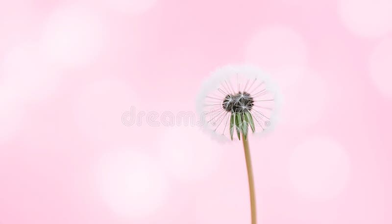 Kerzenkopf Dandelion nah zarten Natur Detail Stock Foto Generative AI lizenzfreie abbildung