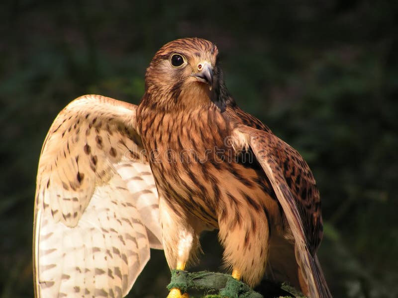 A little kestrel with open wings.