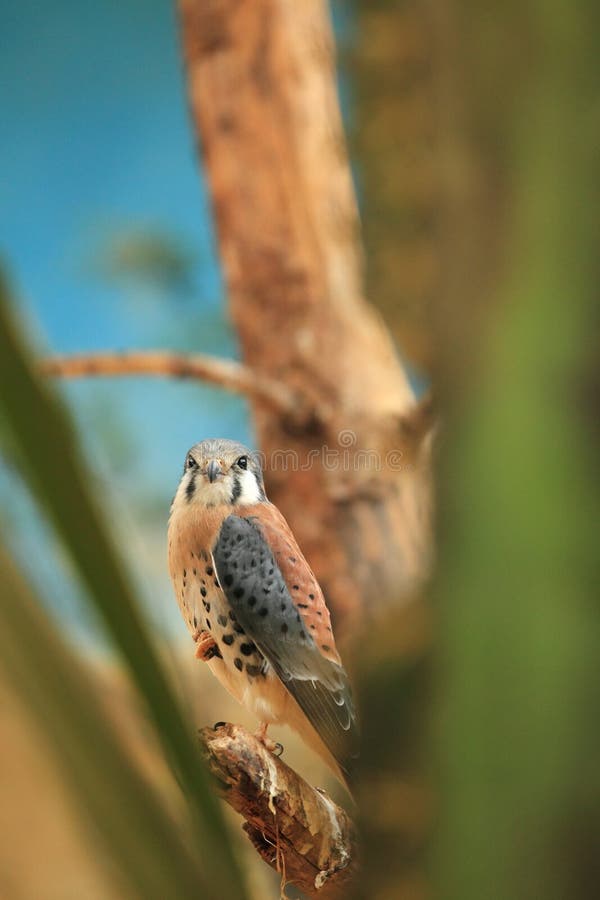 Falcão-americano fotos de stock