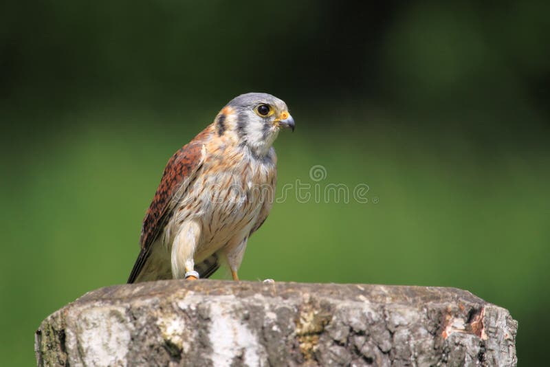 Falcão-americano fotografia de stock royalty free