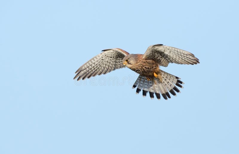 Juvenile Coopers Hawk in Flight Stock Image Image of avian, birds