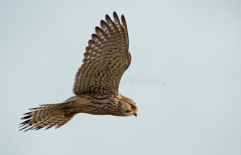 Kestrel europeu comum foto de stock Kestrel europeu comum foto de stock