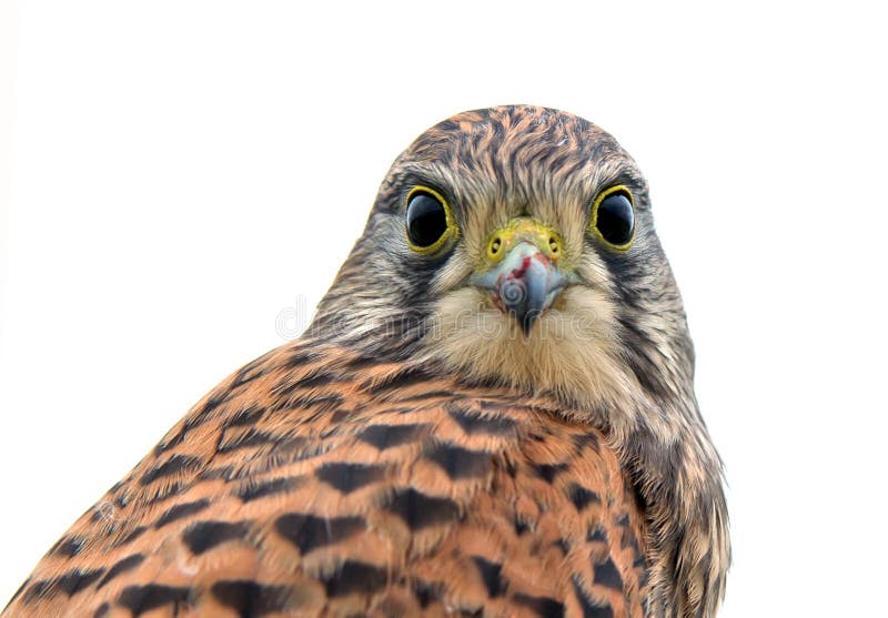 Kestrel, giovanile, faccia a faccia.