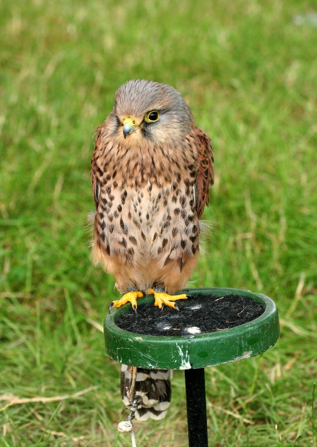 The Kestrel, Small But Powerful