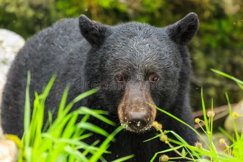 Black Bear Ketchikan Stock Photos - Free & Royalty-Free Stock Photos