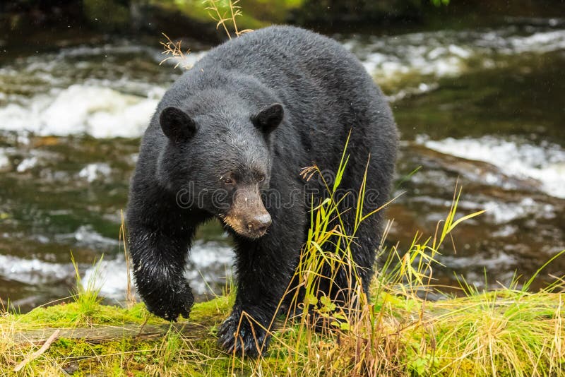 Ketchikan Black Bear Stock Photos - Free & Royalty-Free Stock Photos