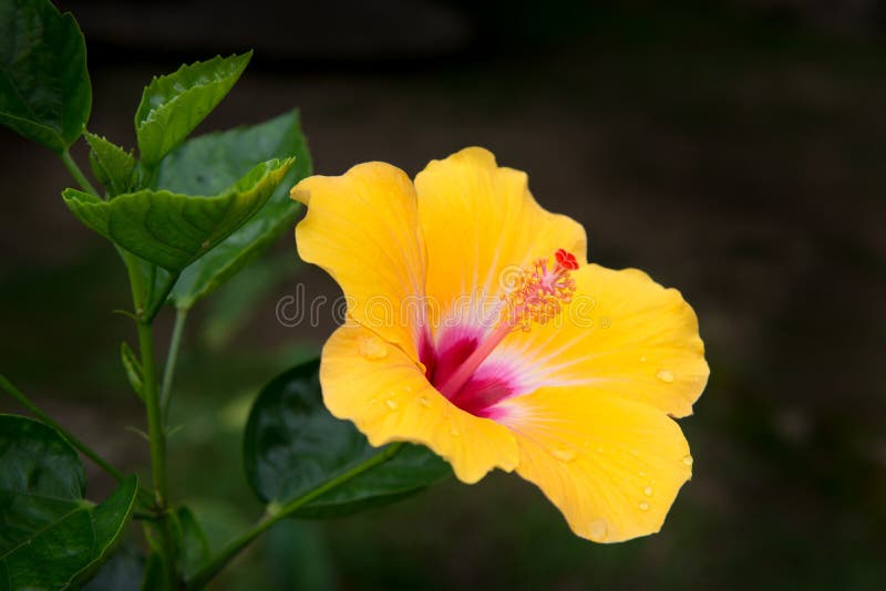 Ketmie images stock Ketmie images stock