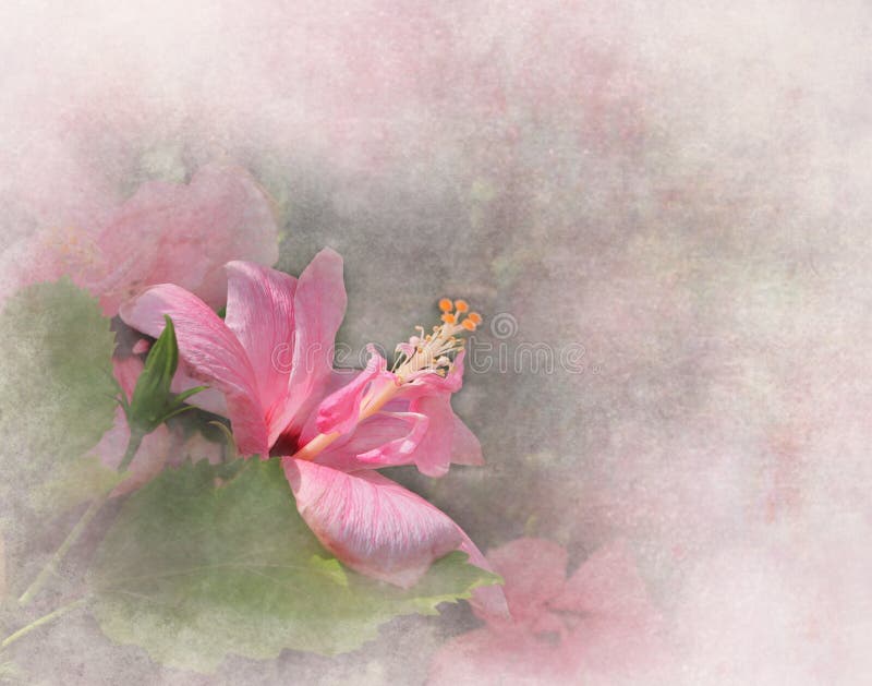 Ketmie rose illustration libre de droits Ketmie rose illustration libre de droits