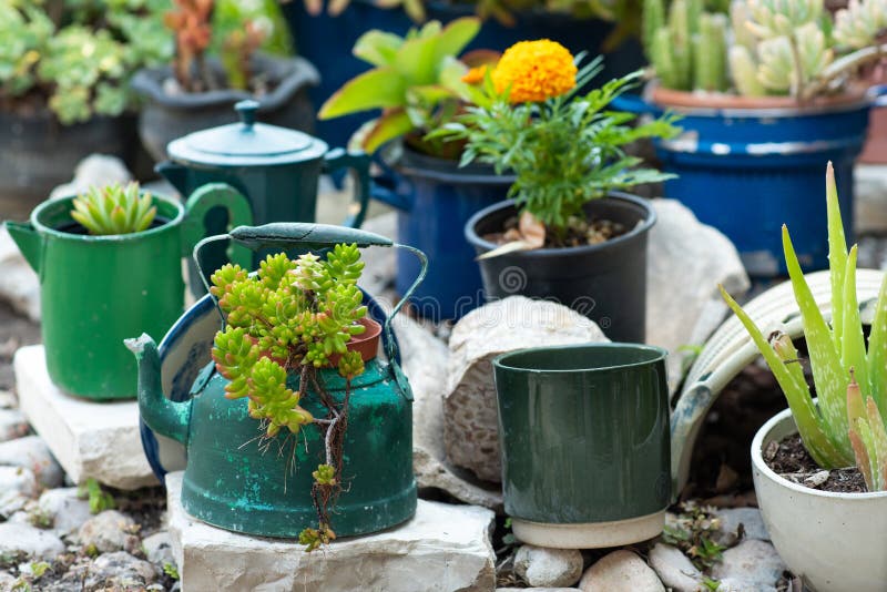 Kettle, teapot, saucepan transformed into makeshift garden planters.