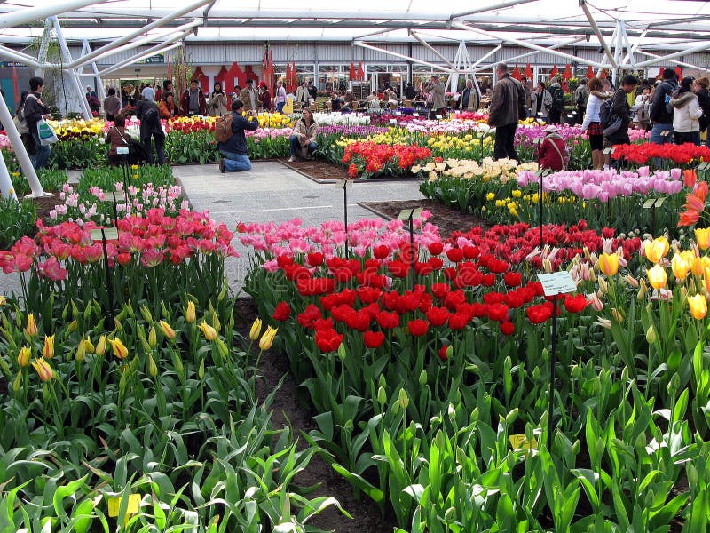 Keukenhof holland aprile 2007 : bouquet di fiori di colore giallo rosso di colore bianco tulipano daffodil nella sala espositiva immagine stock