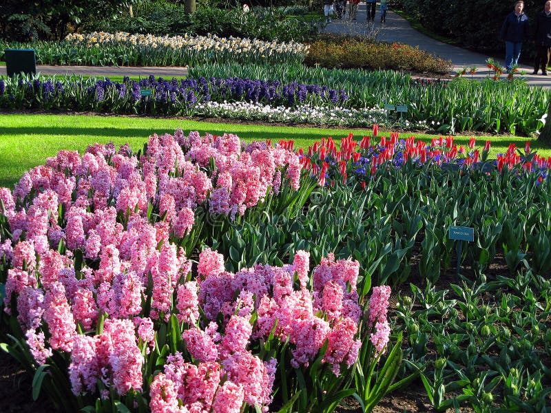 Keukenhof holland aprile 2007 : molti fiori bianchi rossi di colore bianco tulip daffodil hyacinth nel parco fotografia stock
