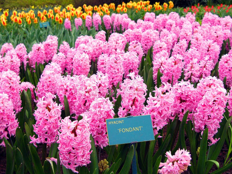 Keukenhof holland aprile 2007 : molti fiori colorati di colore giallo-bianco blu tulip daffodil hyacinth fotografia stock libera da diritti