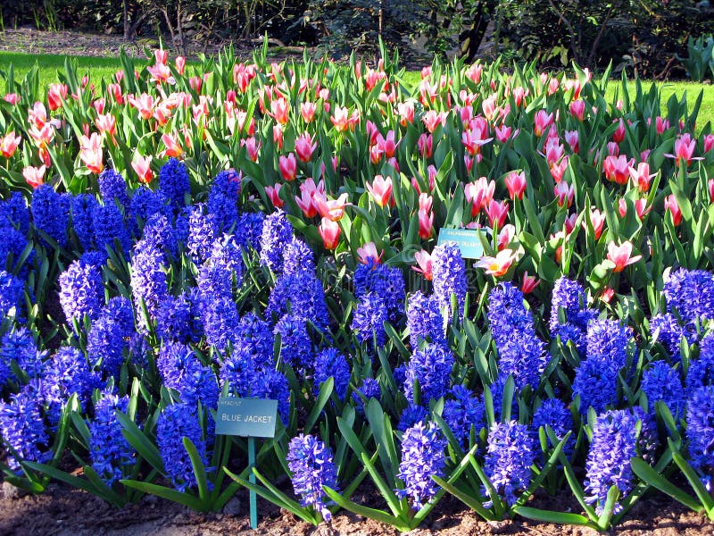 Keukenhof holland aprile 2007 : molti fiori colorati di colore giallo-giallo blu di colore rosa fotografie stock libere da diritti
