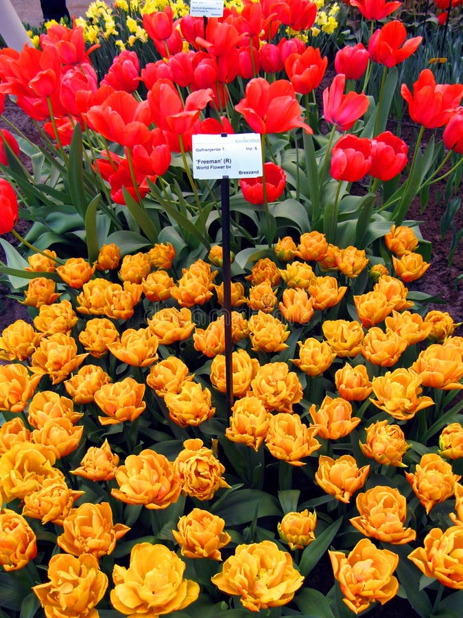 Keukenhof holland aprile 2007 : molti fiori colorati di colore giallo-giallo blu di colore rosa fotografia stock libera da diritti