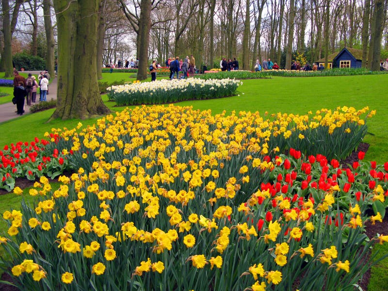 Keukenhof holland aprile 2007 : molti fiori di colore giallo rosso di colore bianco tulipano daffodiodiin un bellissimo letto di f fotografia stock libera da diritti