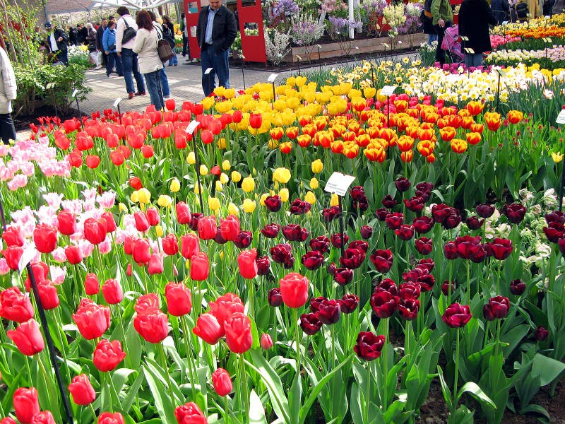 Keukenhof holland aprile 2007 : molti fiori di colore rosso giallo bianco e rosa in un bel letto di fiori nel parco fotografia stock libera da diritti