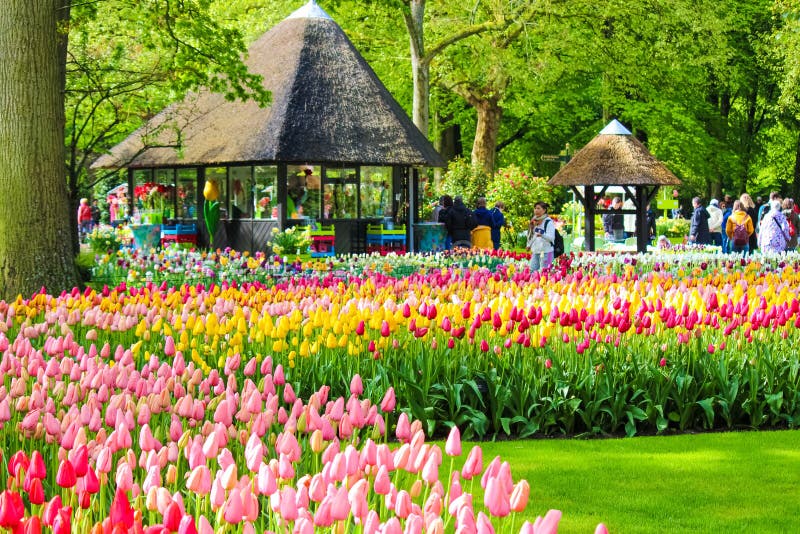 Keukenhof, Lisse, Netherlands - Apr 28th 2019: Beautiful spring gardens with colorful tulips and tourists walking through the famous park. Popular tourist attraction. Spring season. Amazing nature