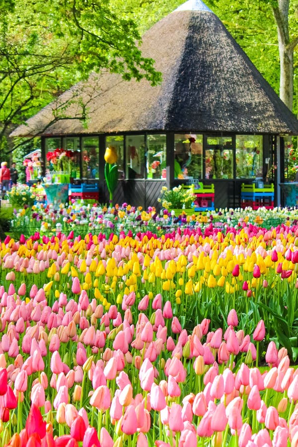 Keukenhof, Lisse, Κάτω Χώρες - 28 Απριλίου 2019: Καταπληκτικοί κήποι Keukenhof με τις χαρακτηριστικές ζωηρόχρωμες τουλίπες Το διά στοκ εικόνες με δικαίωμα ελεύθερης χρήσης Keukenhof, Lisse, Κάτω Χώρες - 28 Απριλίου 2019: Καταπληκτικοί κήποι Keukenhof με τις χαρακτηριστικές ζωηρόχρωμες τουλίπες Το διά στοκ εικόνες με δικαίωμα ελεύθερης χρήσης