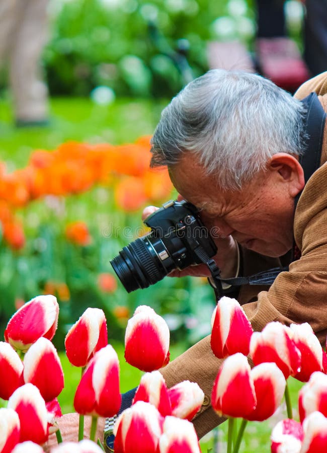 Keukenhof, Lisse, Κάτω Χώρες - 28 Απριλίου 2019: Παλαιότερος ασιατικός φωτογράφος τουριστών που παίρνει τη μακρο φωτογραφία μιας στοκ φωτογραφία με δικαίωμα ελεύθερης χρήσης Keukenhof, Lisse, Κάτω Χώρες - 28 Απριλίου 2019: Παλαιότερος ασιατικός φωτογράφος τουριστών που παίρνει τη μακρο φωτογραφία μιας στοκ φωτογραφία με δικαίωμα ελεύθερης χρήσης