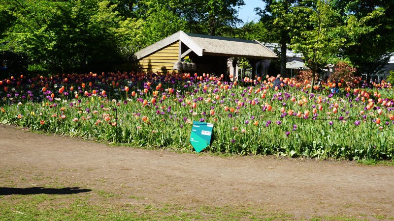 keukenhof, Nederland, Holland; 11/05/2019: Overweldigend de lentelandschap, beroemde Keukenhof-tuin met kleurrijke verse tulpen, stock afbeeldingen keukenhof, Nederland, Holland; 11/05/2019: Overweldigend de lentelandschap, beroemde Keukenhof-tuin met kleurrijke verse tulpen, stock afbeeldingen