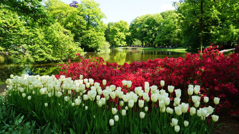keukenhof,netherlands,holland;11/05/2019: Stunning spring landscape, famous Keukenhof garden with colorful fresh tulips, Netherlands, Europe, glade, location, bulb, flower, scented, blossom, vegetation, nature, growing, floral, field, scenery, water, destination, abundance, paradise, forest, season, dutch, windmill, romance, herbs, environment, bright, fragrant, bloom, outdoor, idyllic, aroma, bud, decoration, park, place, plant, red, vibrant, yellow, romantic, cultivated, agriculture
