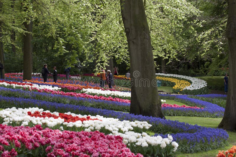 LISSE, THE NETHERLANDS - 27 APRIL : Keukenhof tulip gardens and beautiful green trees with walking tourists in the background who visit the park on April 27 2014 in Lissen , The netherlands.