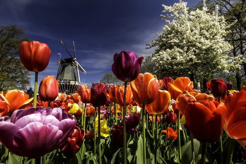 Keukenhof