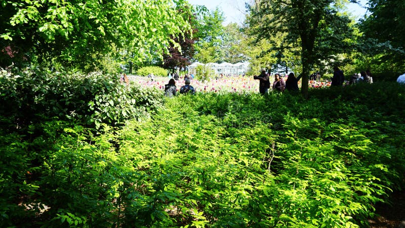 keukenhof, Нидерланд, Голландия; 11/05/2019: Оглушать ландшафт весны, известный сад Keukenhof с красочными свежими тюльпанами, стоковая фотография rf keukenhof, Нидерланд, Голландия; 11/05/2019: Оглушать ландшафт весны, известный сад Keukenhof с красочными свежими тюльпанами, стоковая фотография rf