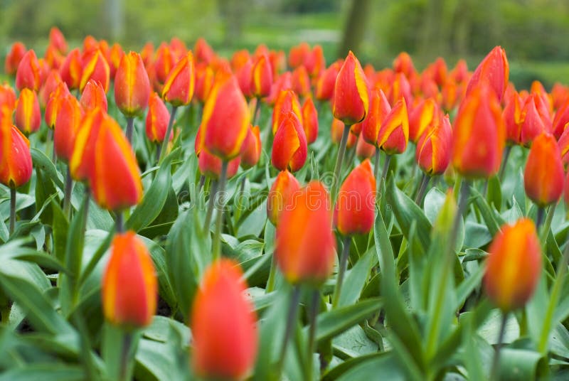 Keukenhof2008 royalty free stock photo