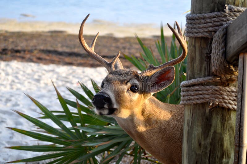 Key deer on the Dock stock photo. Image of points, buck 50710870