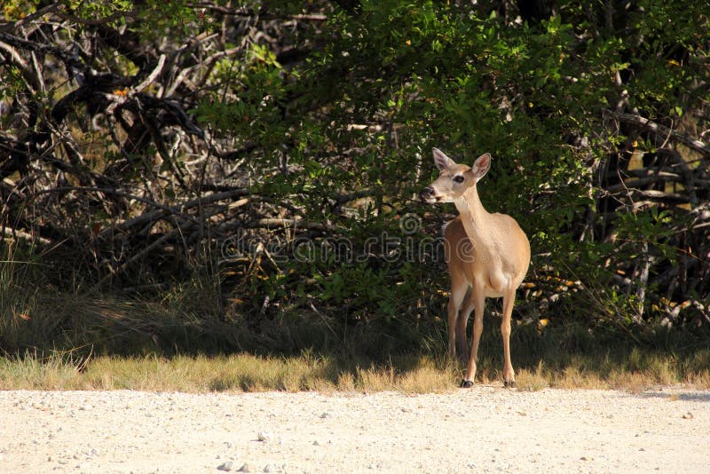 Key Deer