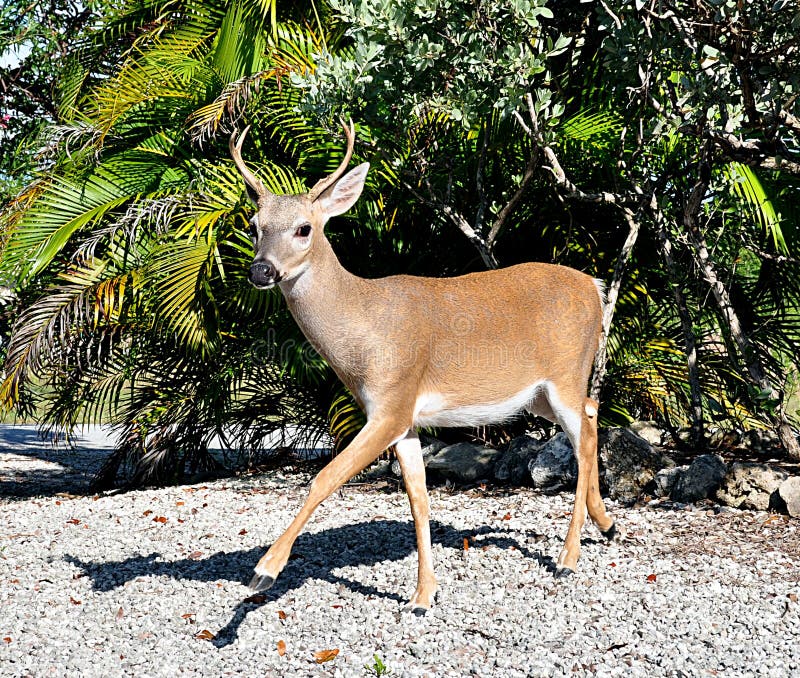 Key Deer Walking