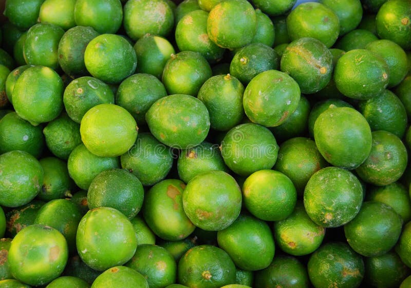 Key Limes, Fresh from the Tree